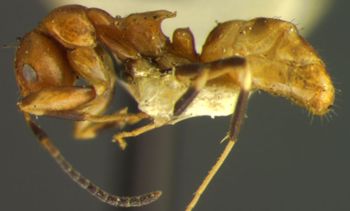 Media type: image; Entomology 9184   Aspect: habitus lateral view